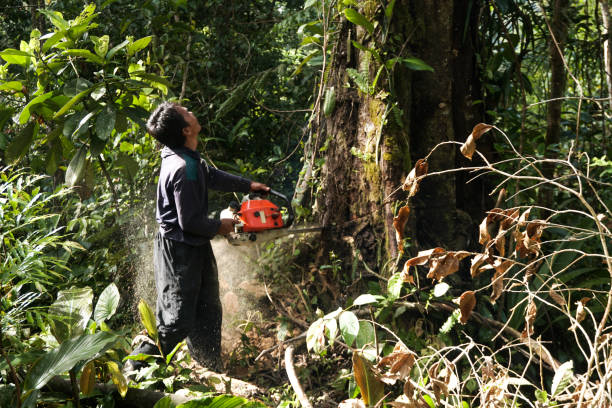 Best Emergency Tree Service  in West Carthage, NY